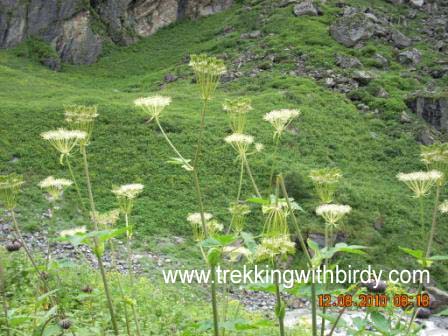 Valley of Flower